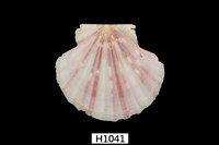 藏品(豹皮海扇蛤)的圖片